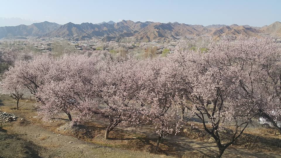 Ранное цветение абрикосовых деревьев.