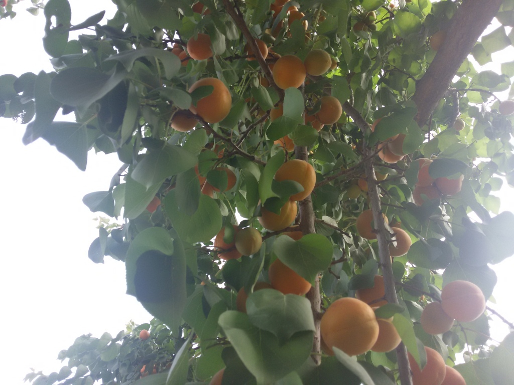 Тренинг по методологии и подходам в процессе сушки абрикосов в 2 районах Хатлонской области